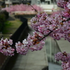 淀の桜。