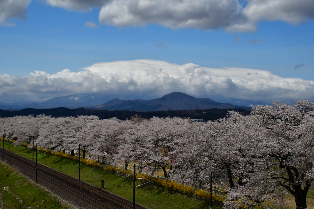 春を告げる。