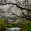 黒井、桜浪漫。