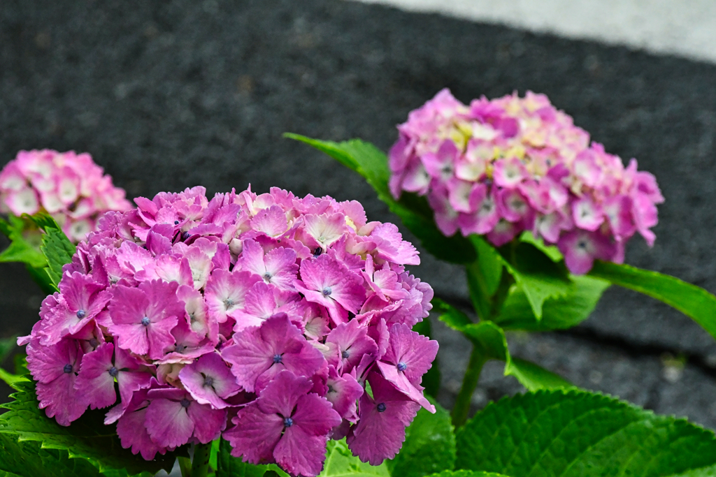 路傍の花。