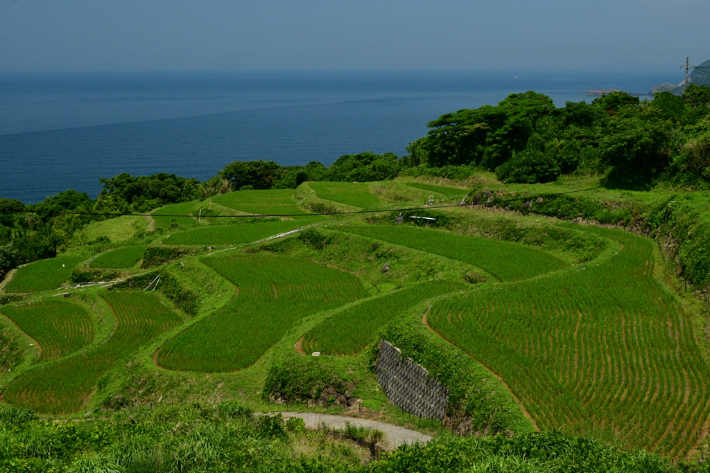 棚田。