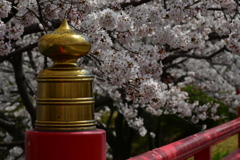 桜を追いかけた一日 大阪編。