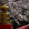 桜を追いかけた一日 大阪編。