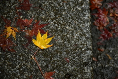 石段に秋。