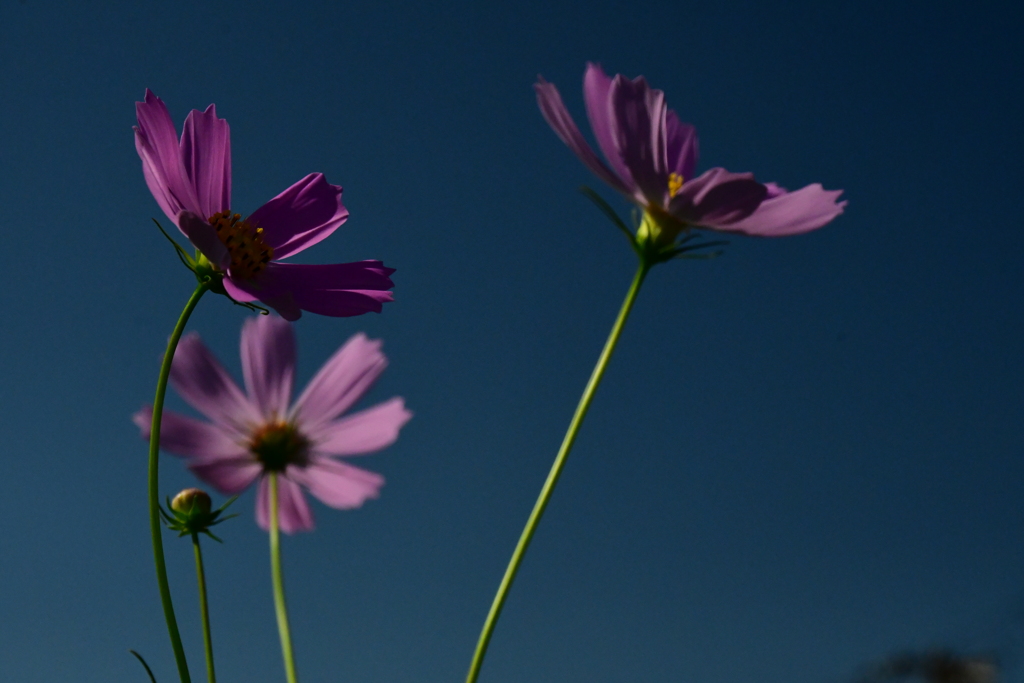 蒼穹と秋桜。