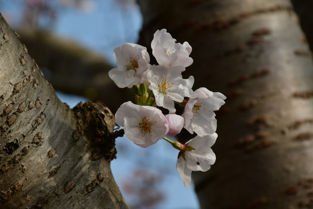 名残の桜。