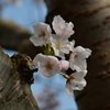 名残の桜。