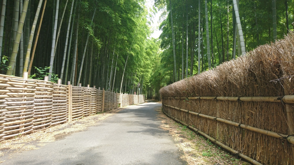 竹林な小路。