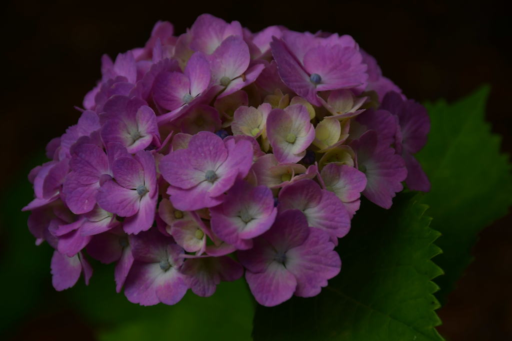 紫陽花。