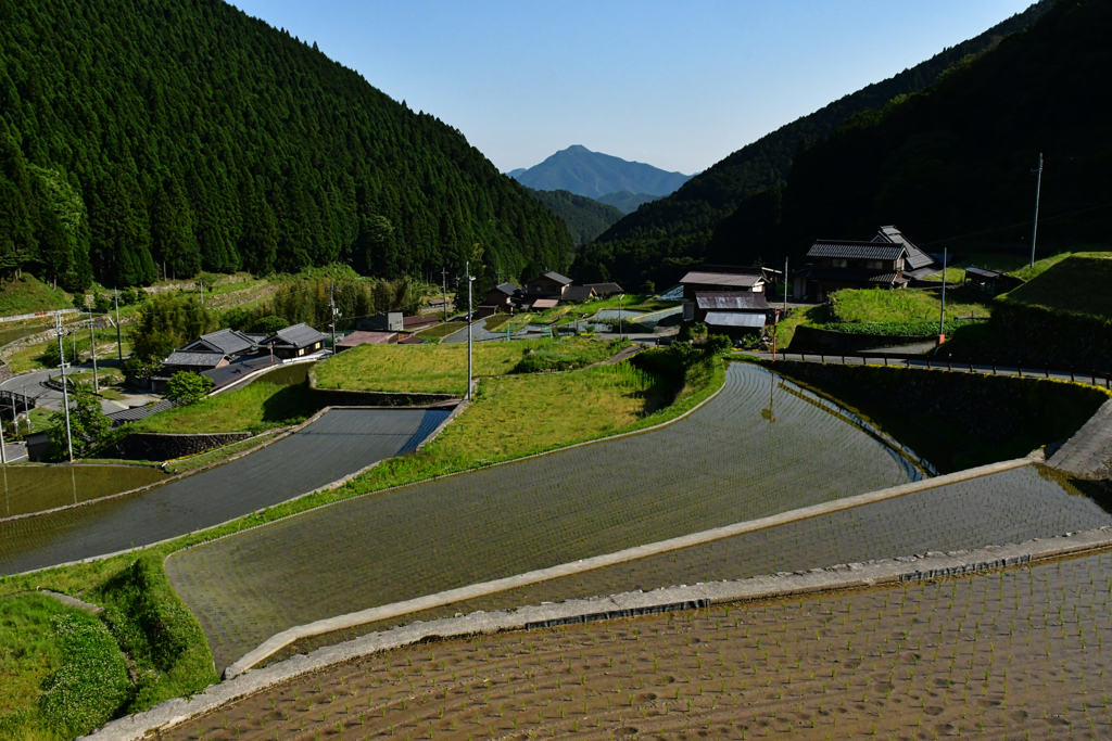 岩座神の棚田。