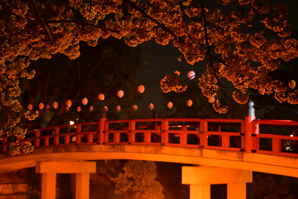 三河の桜。