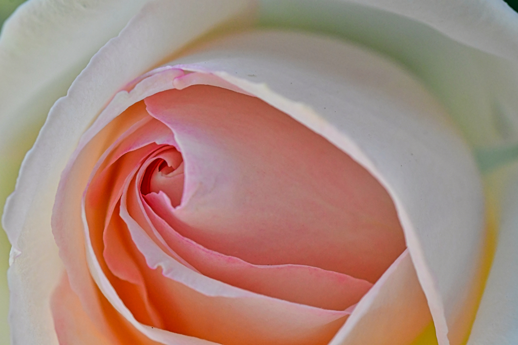 続、薔薇な一日。