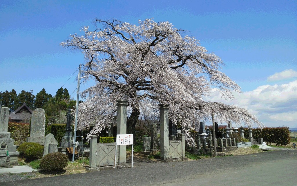 照光寺の桜。