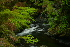 渓流の美。