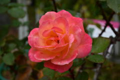 神戸の薔薇。