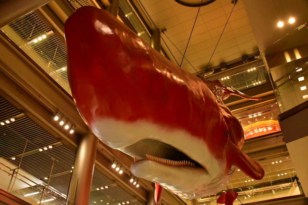 紅鯨。
