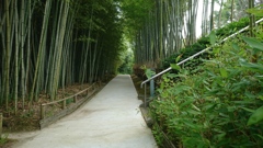 奈良の竹林公園。