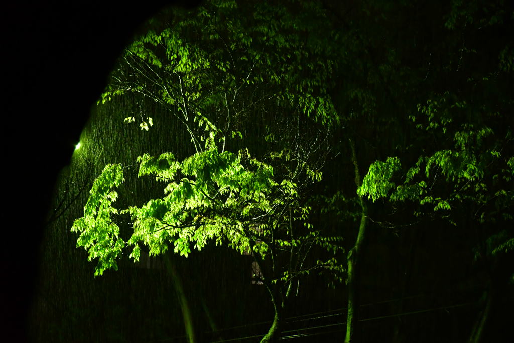 新緑の雨。