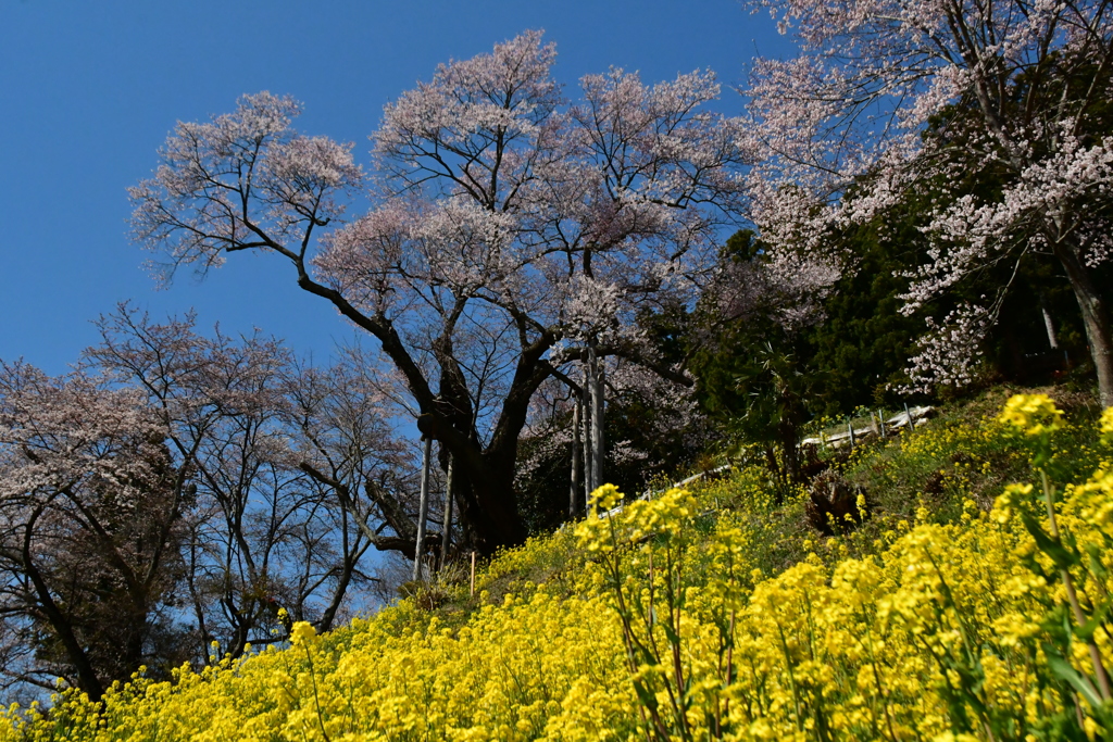 桜サク。