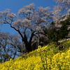 桜サク。