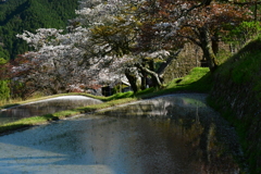 三多気の花筏。