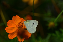 白い蝶。