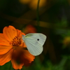 白い蝶。