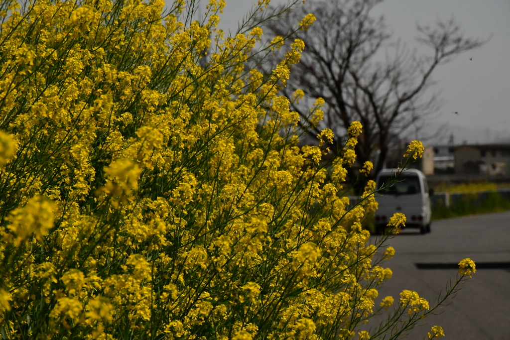 菜の花の光景。