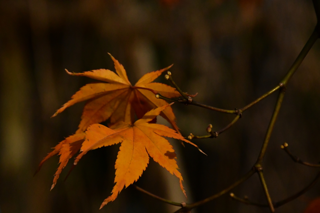 名残紅葉。