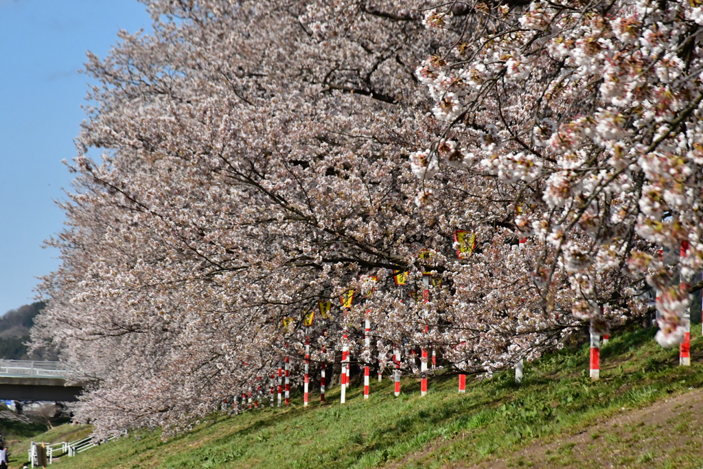 終り無き桜。