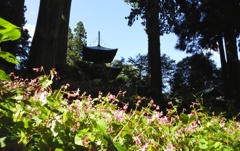 秋海棠の咲くお寺。