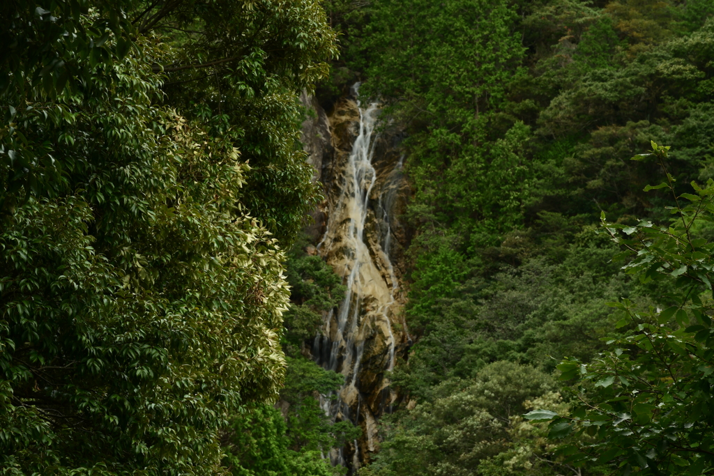 楊梅桃李。