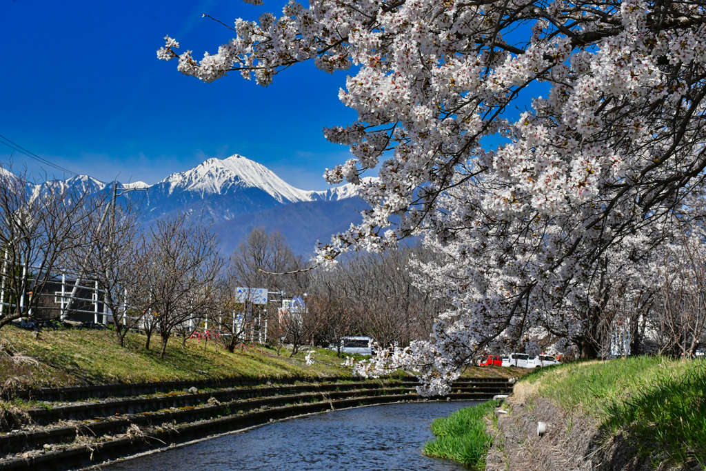 常念の桜。
