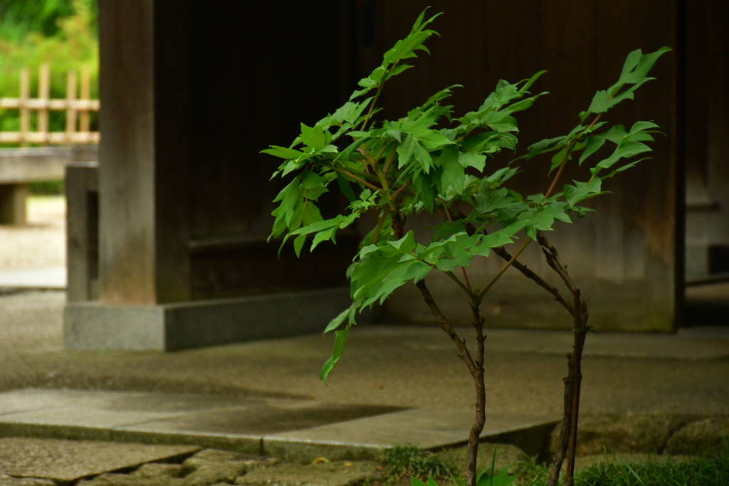 立てば芍薬、座れば牡丹。