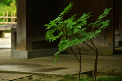 立てば芍薬、座れば牡丹。