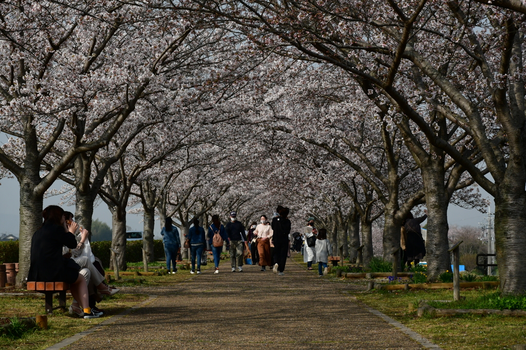 桜を追いかけた一日 兵庫編。