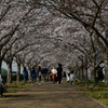桜を追いかけた一日 兵庫編。