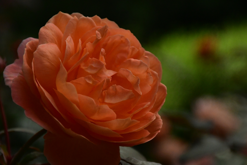 薔薇の花。