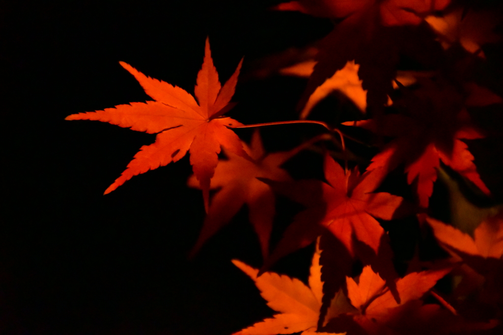 紅葉の彩。