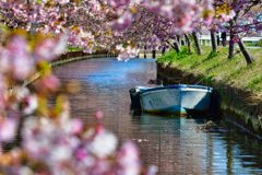 桜浪漫。