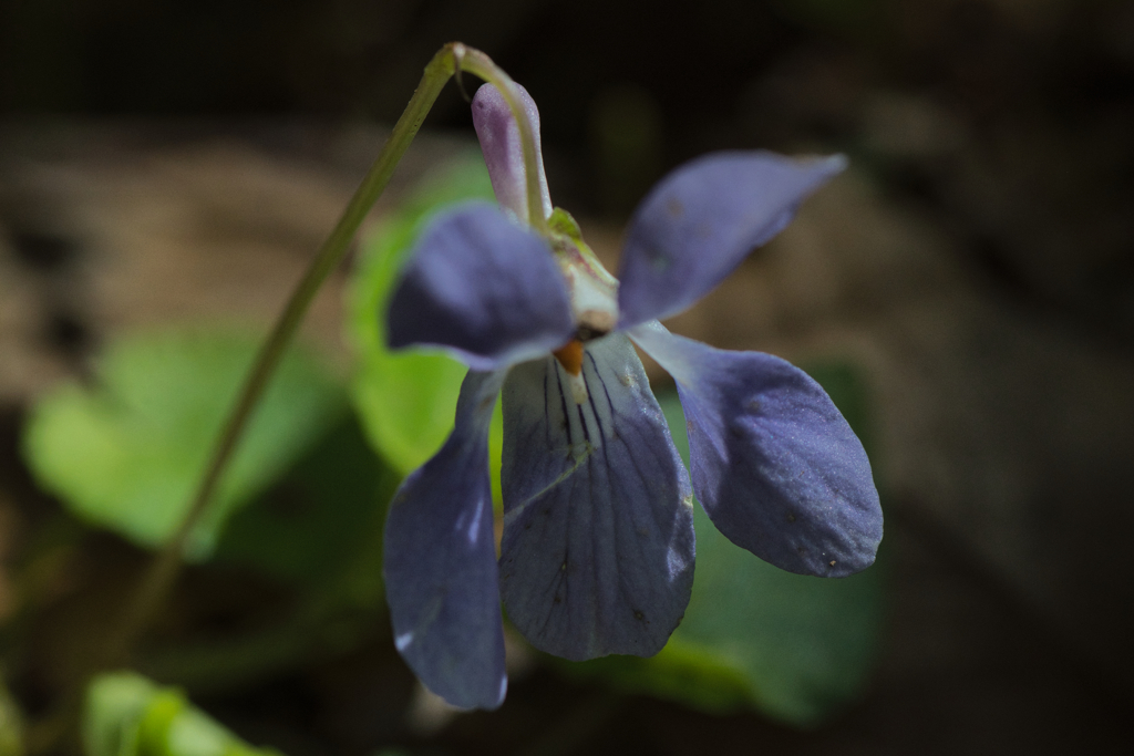 花を愛でる。