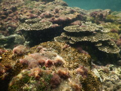 珊瑚の海。