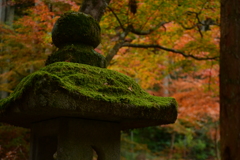 苔生す。