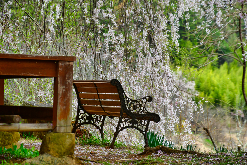 桜の在る風景。