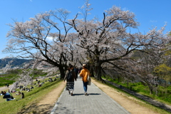 桜隧道。