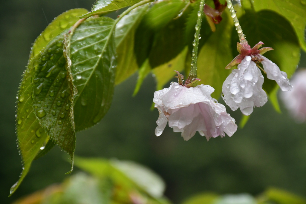 春〜spring。