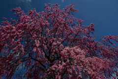 晴天模様の枝垂桜。