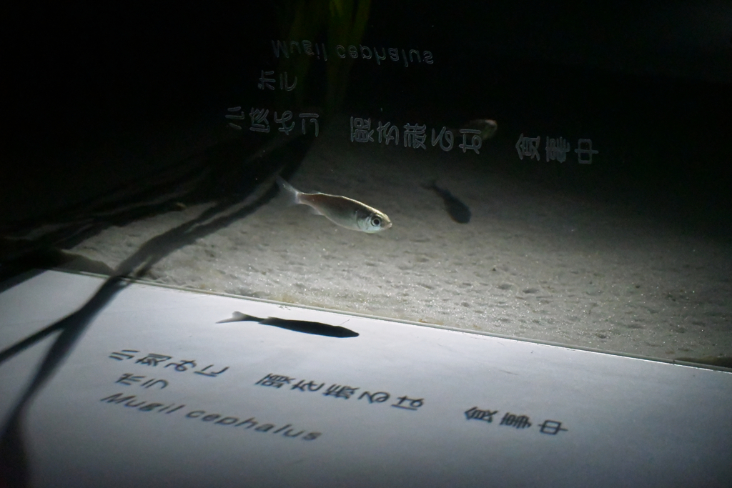魚と文学。