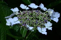 紫陽花。