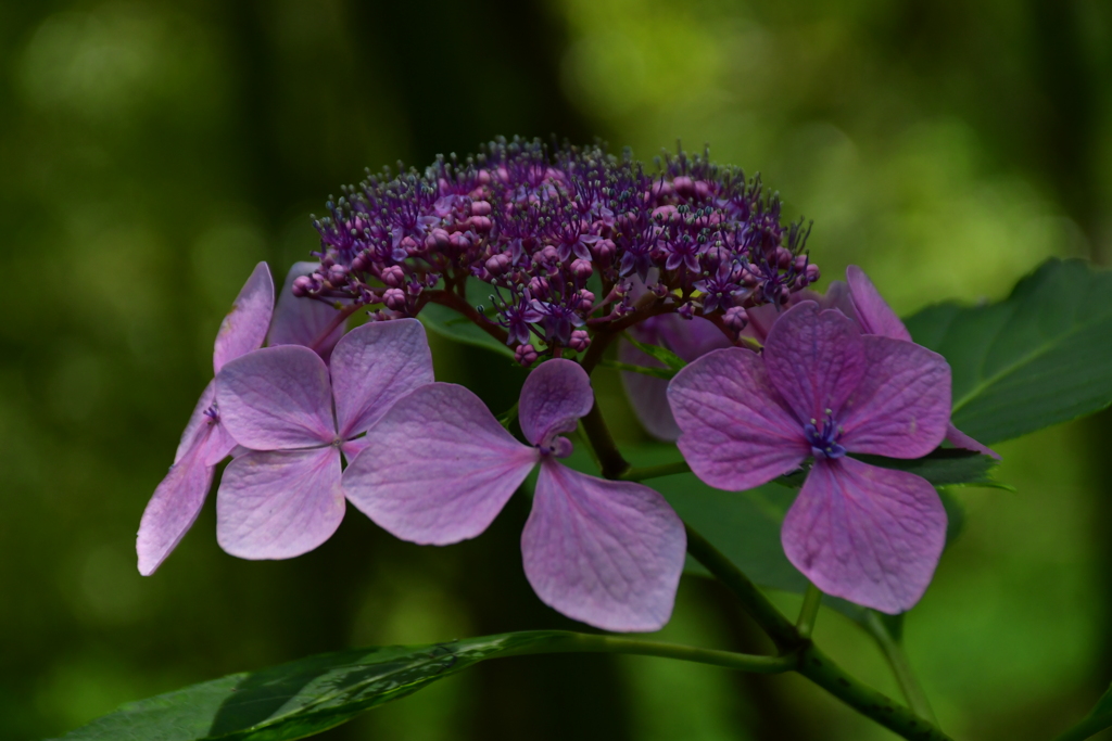 紫陽花。